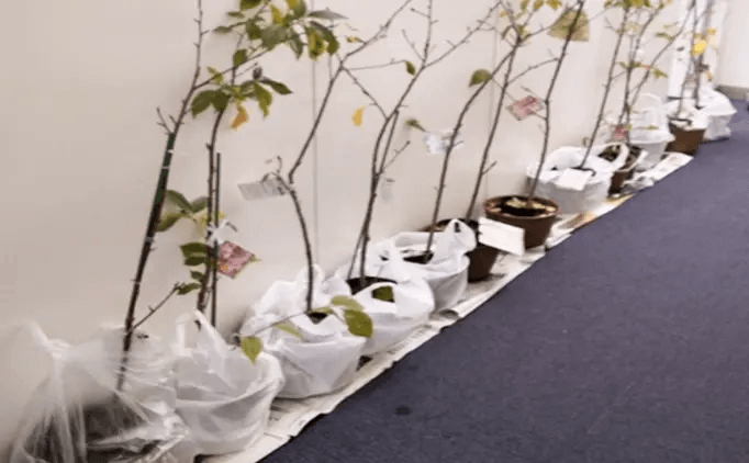 河津桜